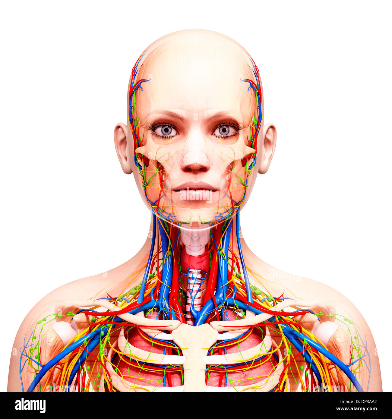 Female anatomy, artwork Stock Photo - Alamy