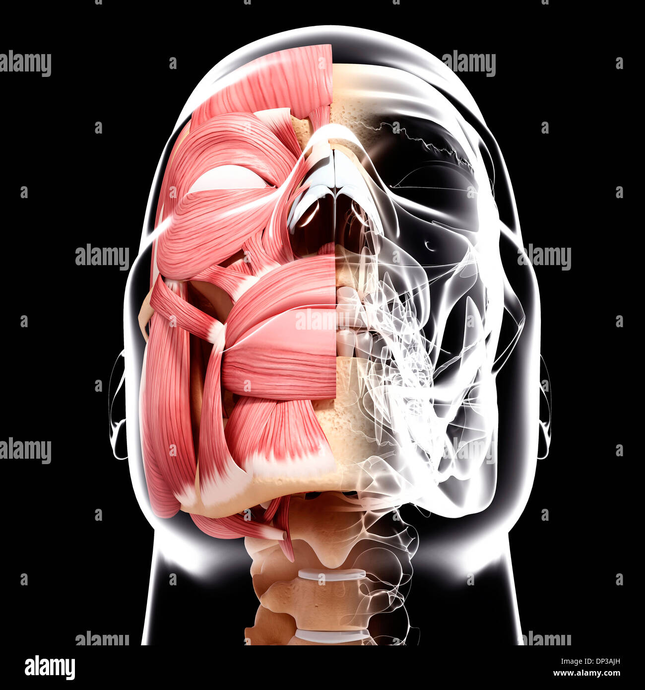 Occipitofrontalis muscle hires stock photography and images Alamy