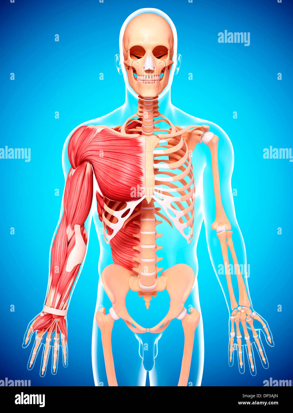 Human musculature, artwork Stock Photo - Alamy
