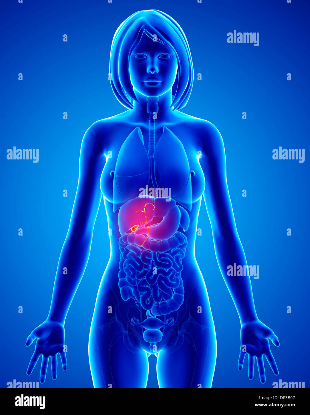 Female anatomy, artwork Stock Photo - Alamy