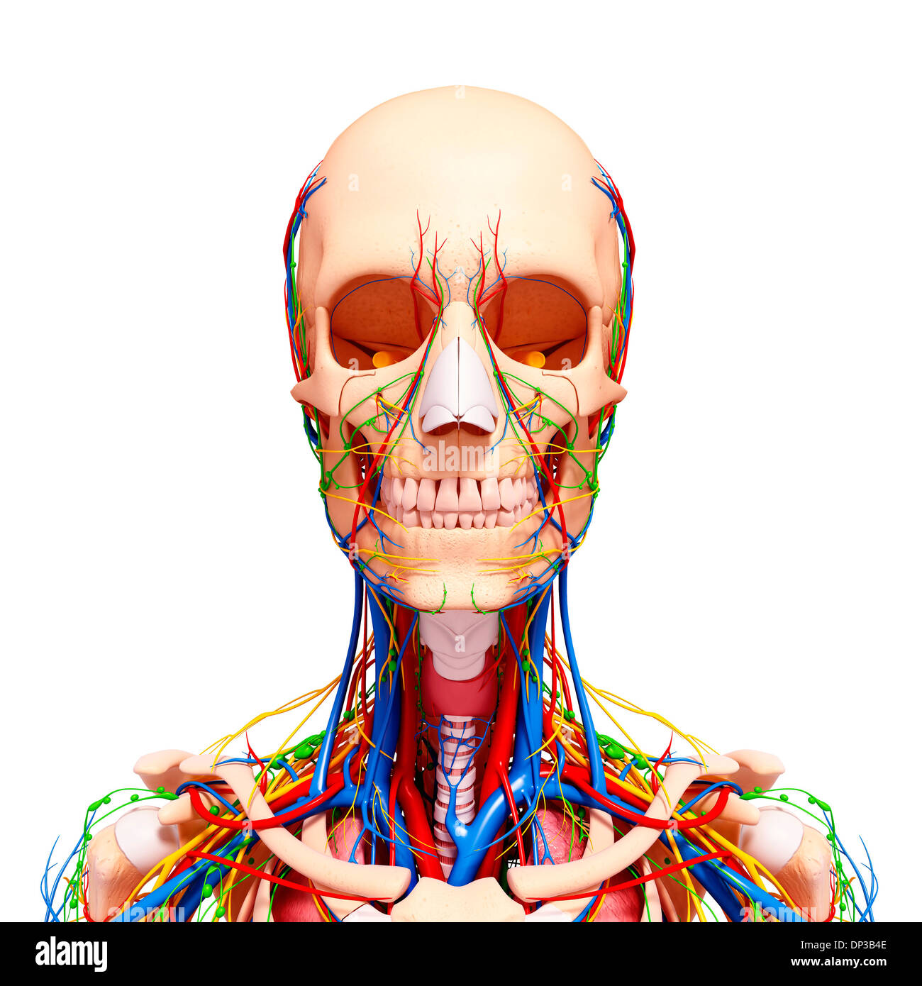 Female anatomy, artwork Stock Photo - Alamy