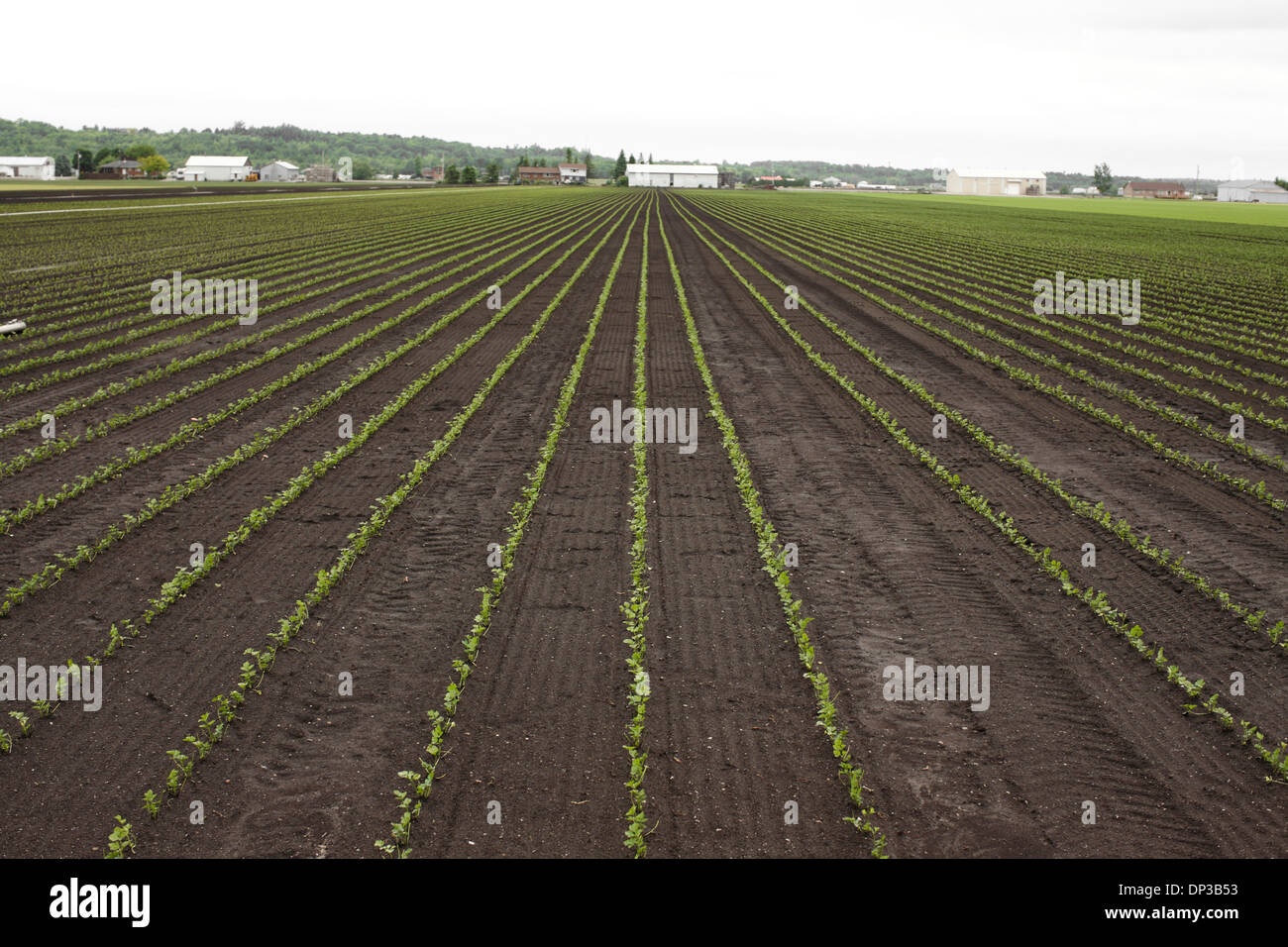 Farmland, Bradford, Ontario, Canada Stock Photo Alamy