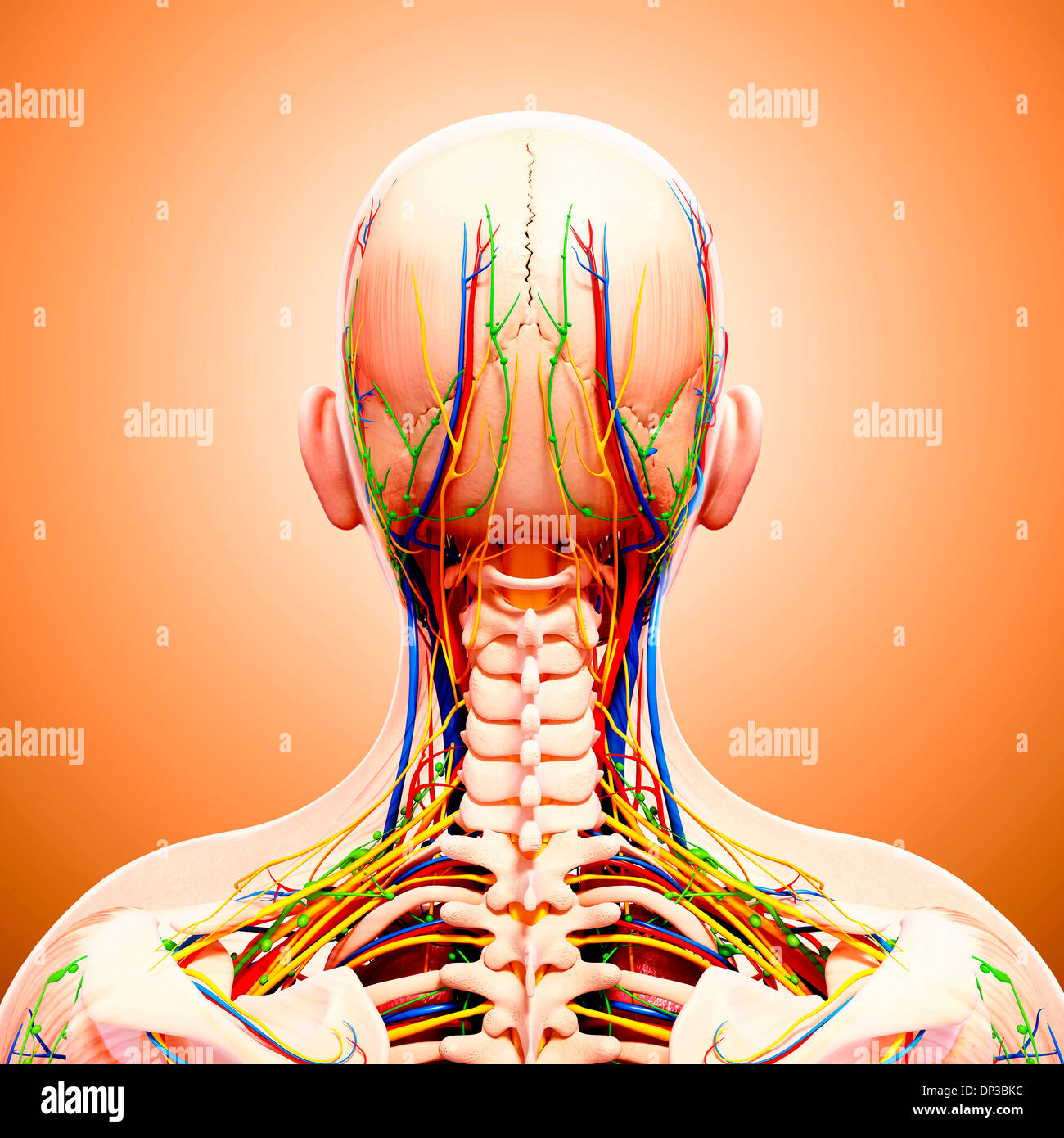 Male anatomy, artwork Stock Photo Alamy