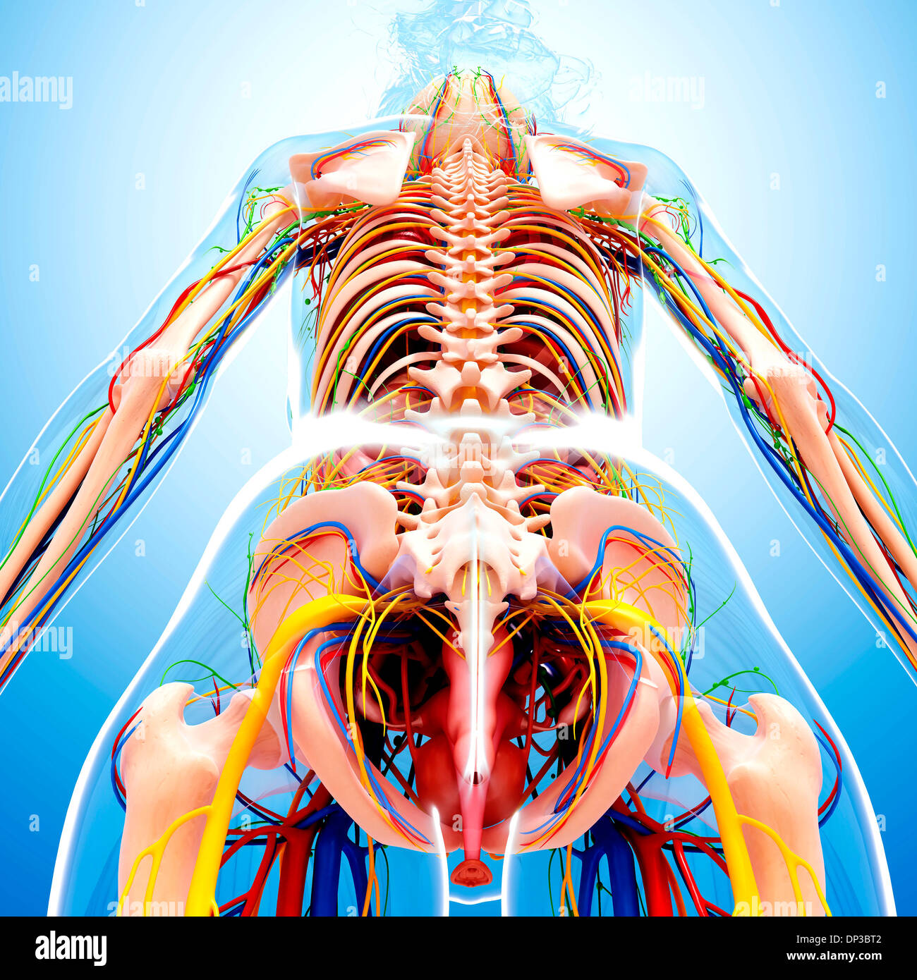Female anatomy artwork Stock Photo Alamy Female anatomy artwork Stock Photo Alamy
