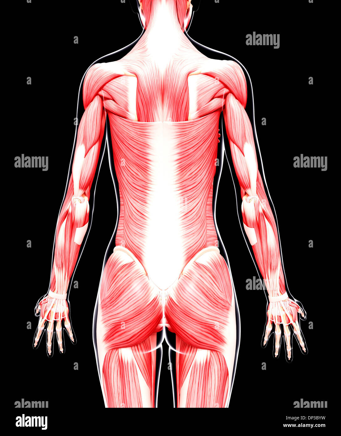 Rear Deltoid High Resolution Stock Photography and Images - Alamy