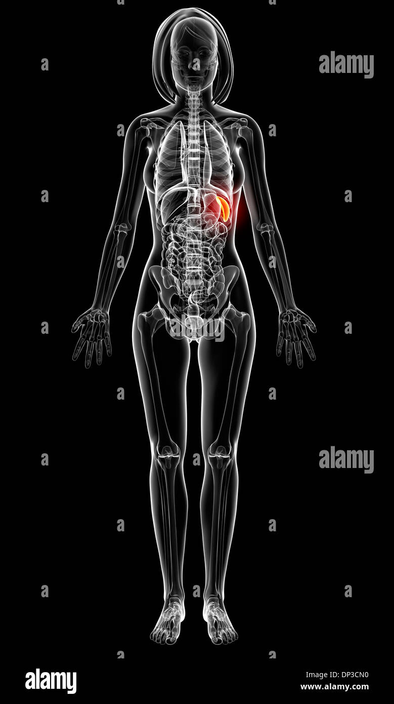 Female anatomy, artwork Stock Photo - Alamy