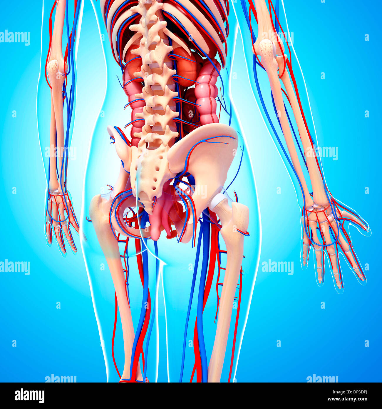 мышцы женского тела. человек прозрачный анатомия. человеческий организм изнутри. 3д модель женщины анатомия лишний вес. тело человека.