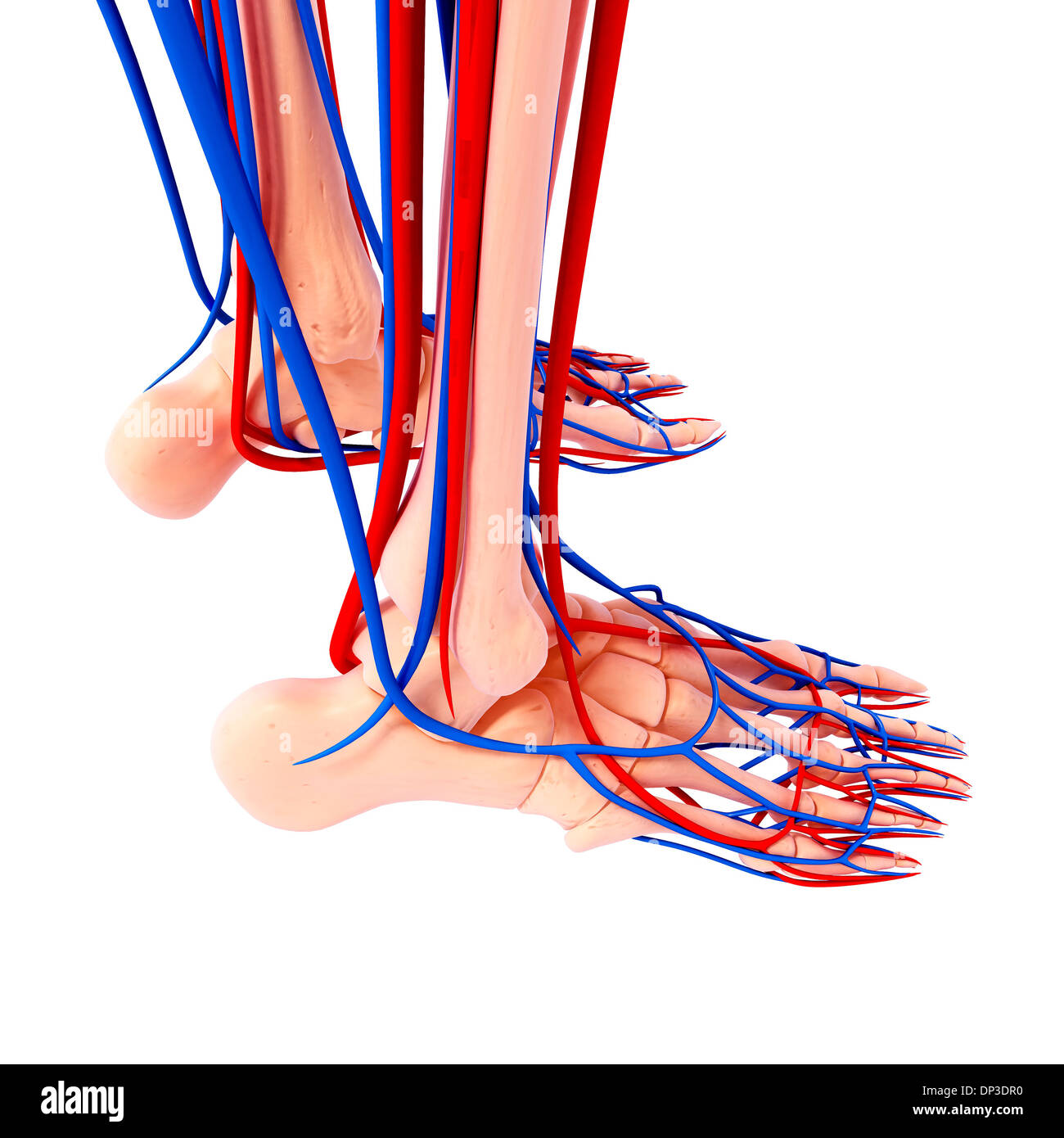 Human foot anatomy, artwork Stock Photo