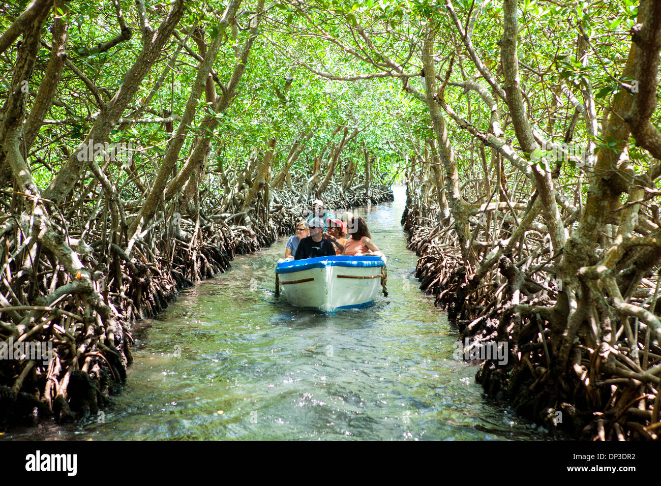 Tour group passes through the mangrove tunnels of Roatan in a traditional boat or dory. Stock Photo