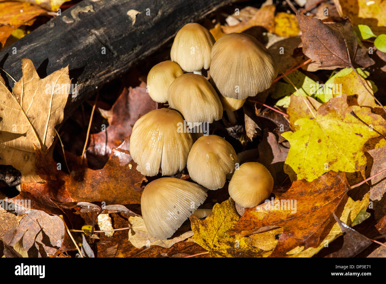 Inky cap mushroom Stock Photo