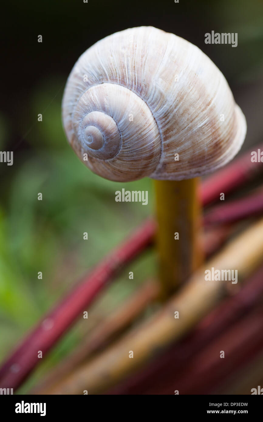 Empty snail shell hires stock photography and images Alamy
