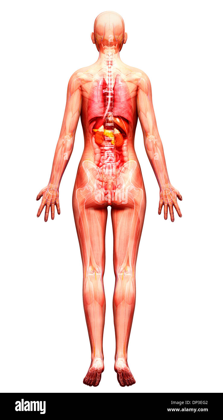 Female body illustration anatomy hi-res stock photography and images - Alamy