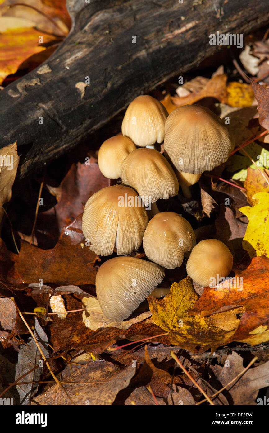 Inky cap mushroom Stock Photo