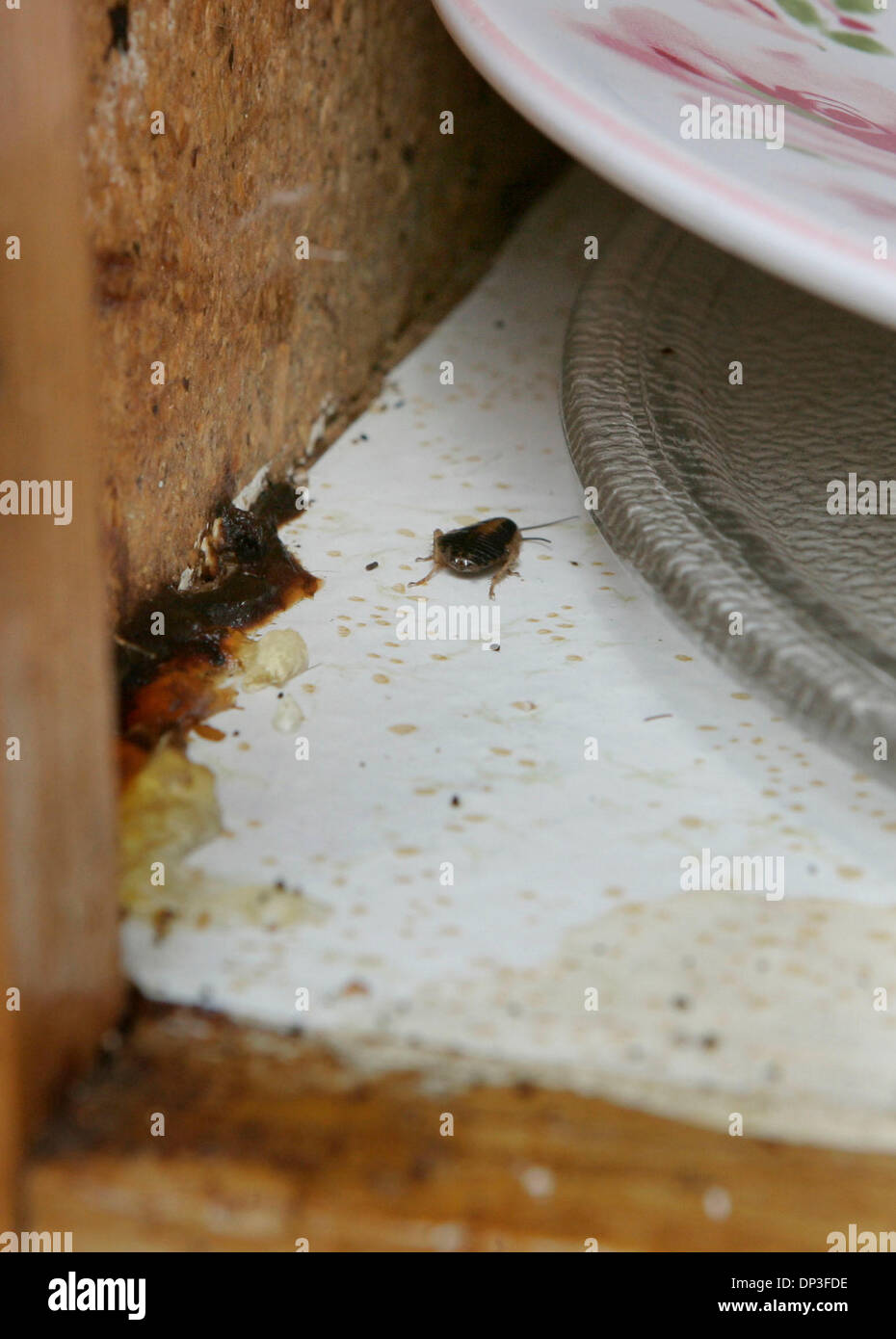 Bed bugs infestation hi-res stock photography and images - Alamy
