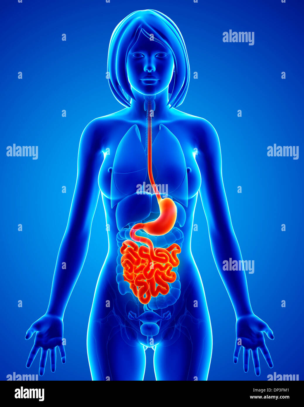 Female anatomy, artwork Stock Photo - Alamy