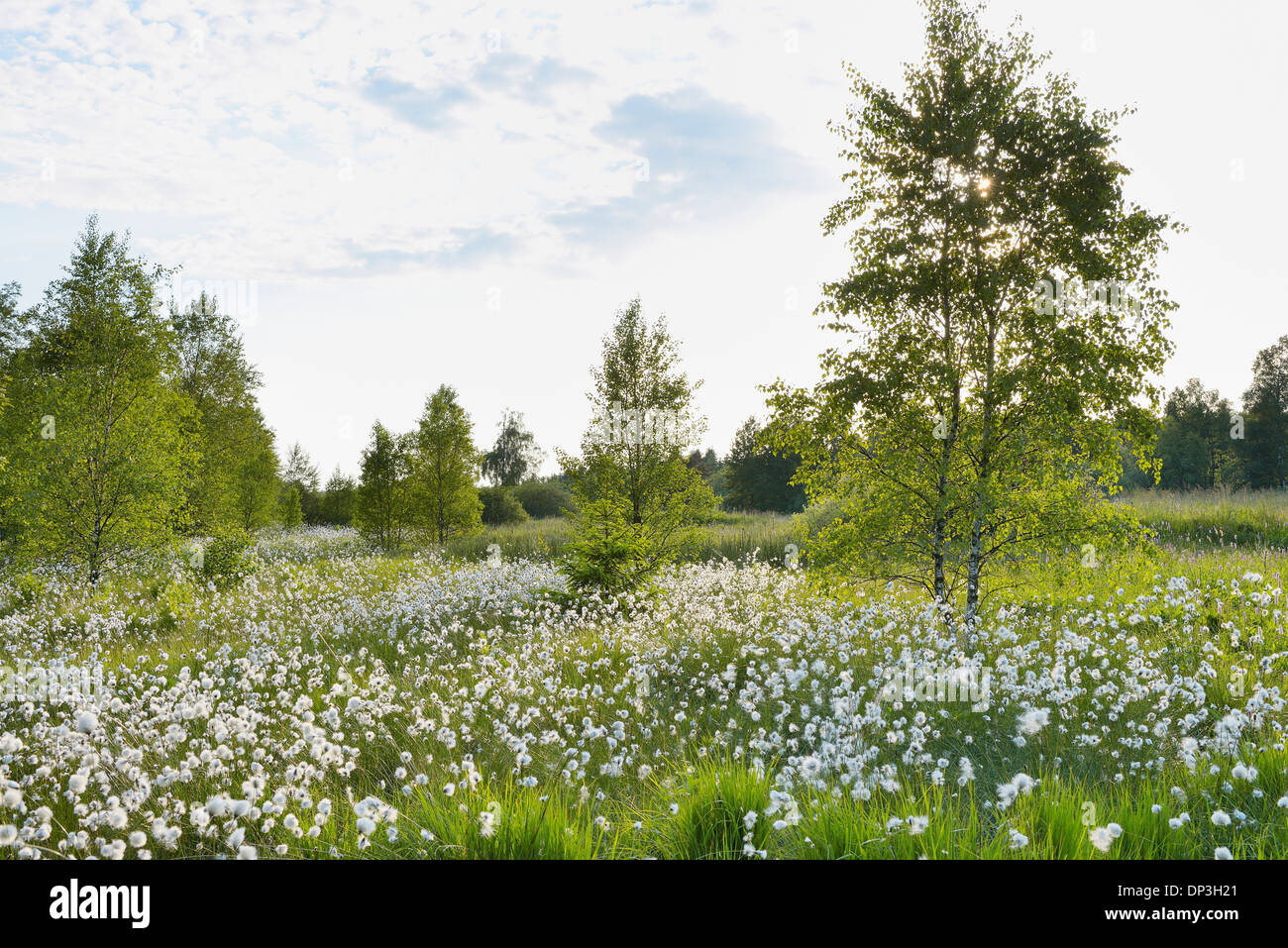 Cotton Grass on Black Moor, UNESCO Biosphere Reserve, Rhon Mountains, Bavaria, Germany Stock Photo
