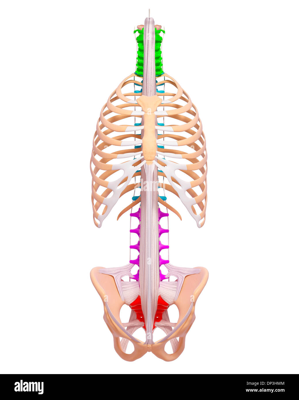 Cervical spine anatomy hi-res stock photography and images - Alamy