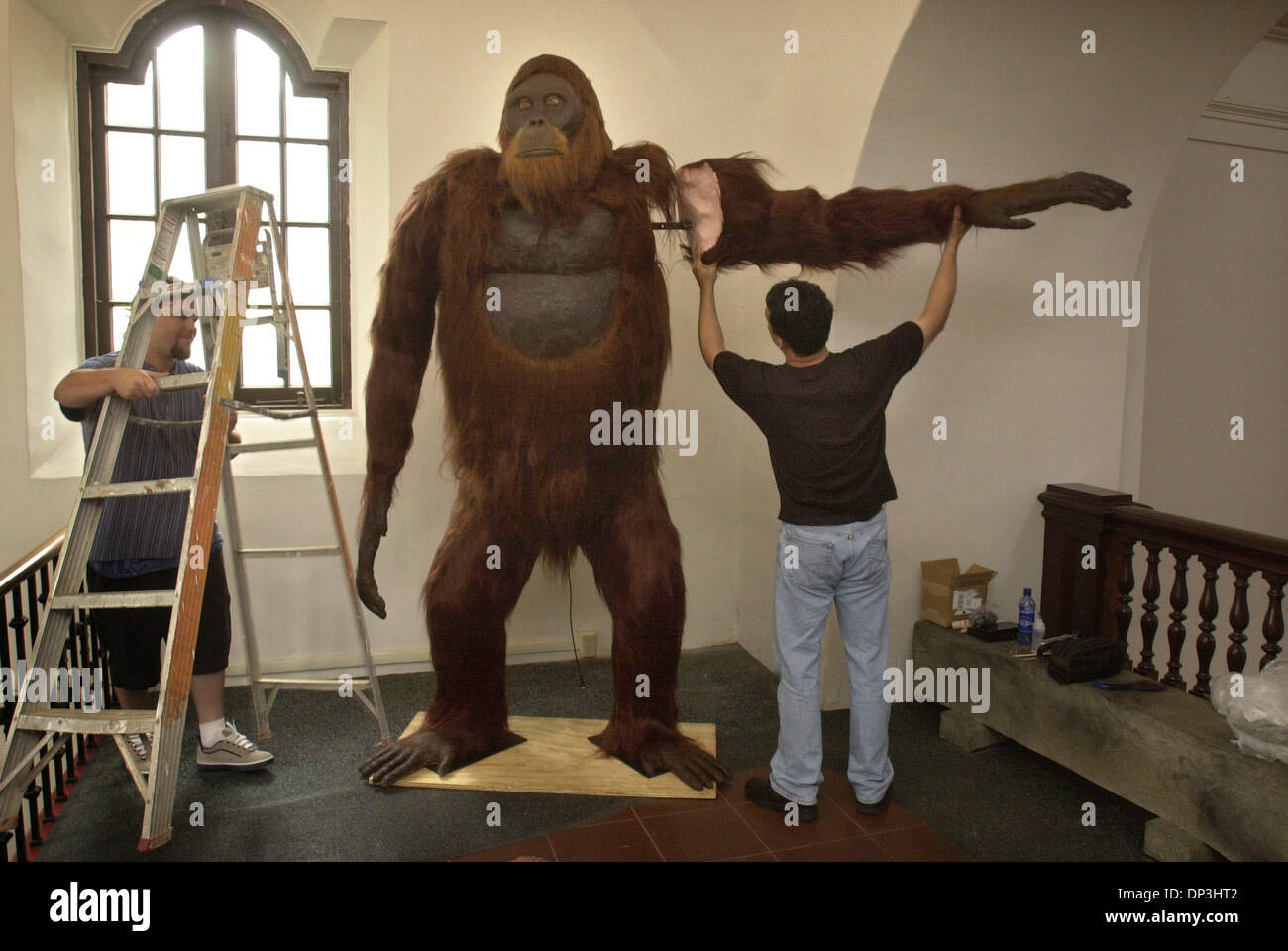 (Published 06/18/2003; B-1:1,2,7; B-2:6): George York, right, designer of the Gigantopithecus replica, attached an arm on his creation after installing it at the Museum of Man in Balboa Park, Monday morning while assistant Wayne Stone, left, looked on. The primate is part of the new Footsteps Through Time exhibit. Stock Photo