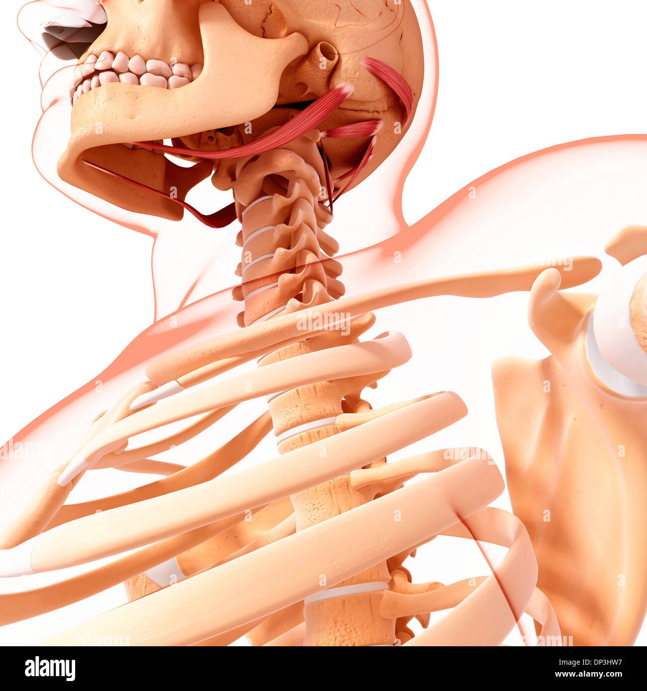 Longus capitis