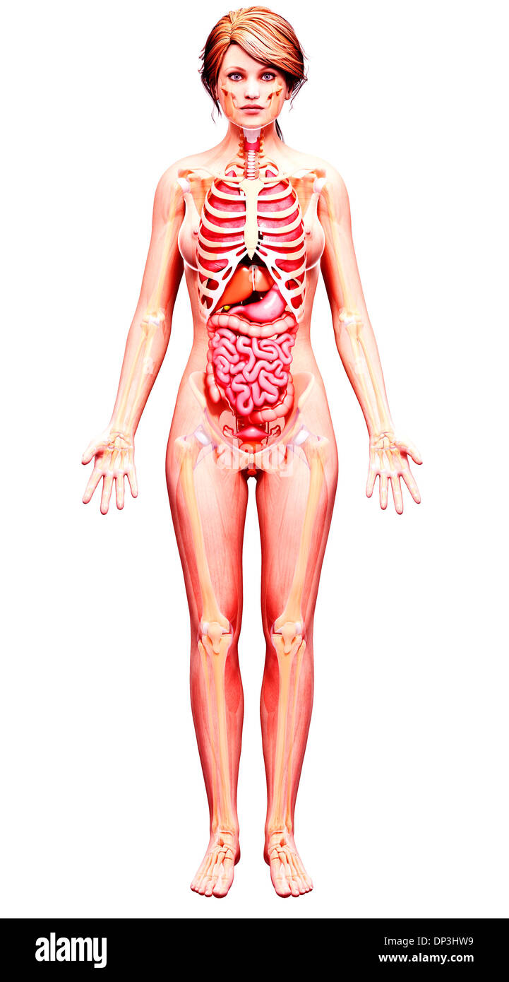 Female Body Anatomy Stock Photos - 91,933 Images