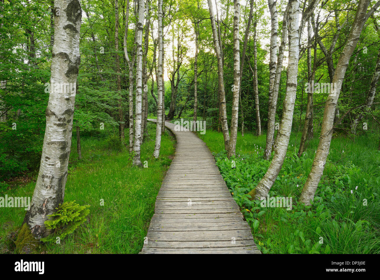 Boardwalk through Black Moor, UNESCO Biosphere Reserve, Rhon Mountains, Bavaria, Germany Stock Photo