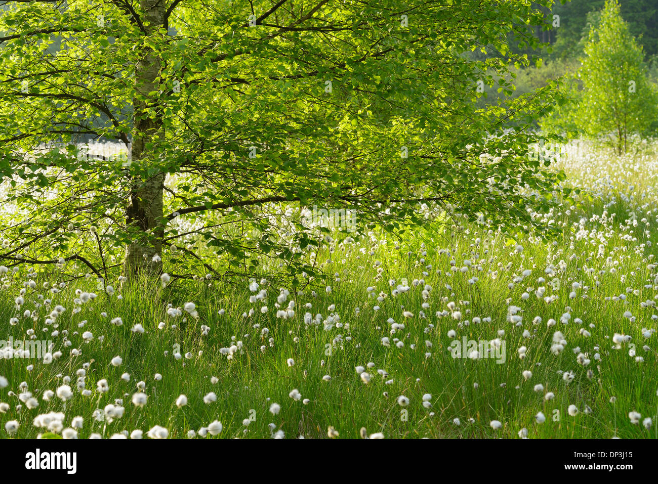 Black Moor, UNESCO Biosphere Reserve, Rhon Mountains, Bavaria, Germany Stock Photo