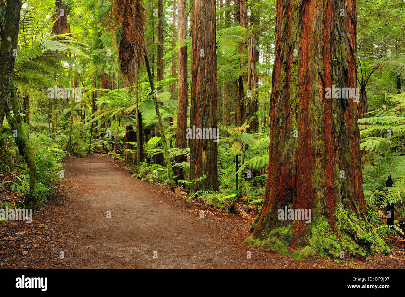Path through Whakarewarewa Forest with Redwood Trees, near Rotorua, Bay of Plenty, North Island, New Zealand Stock Photo