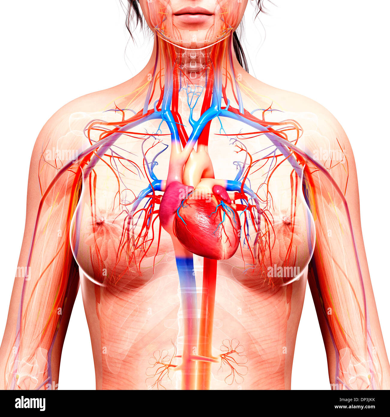 DIAGRAM Hr Diagram Coloring - MYDIAGRAM.ONLINE