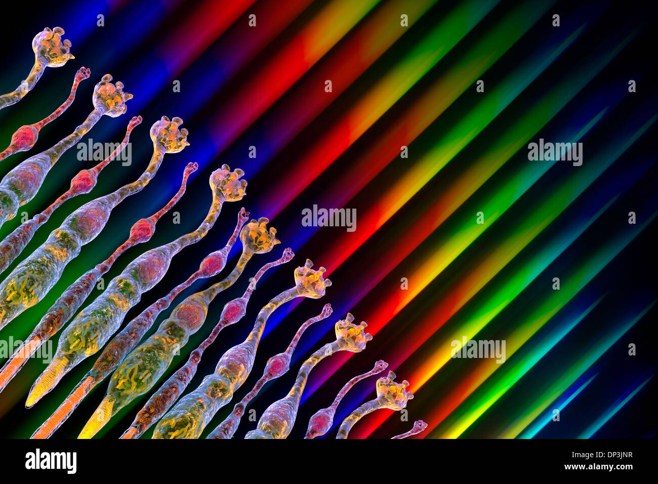 Cones rods eye hi-res stock photography and images - Alamy