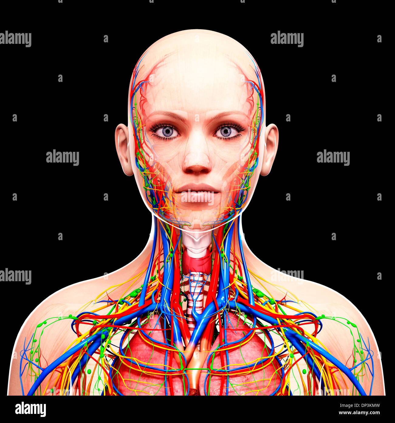 Female anatomy, artwork Stock Photo Alamy