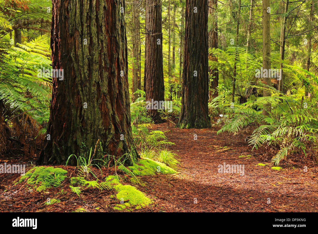 Path through Whakarewarewa Forest with Redwood Trees, near Rotorua, Bay of Plenty, North Island, New Zealand Stock Photo