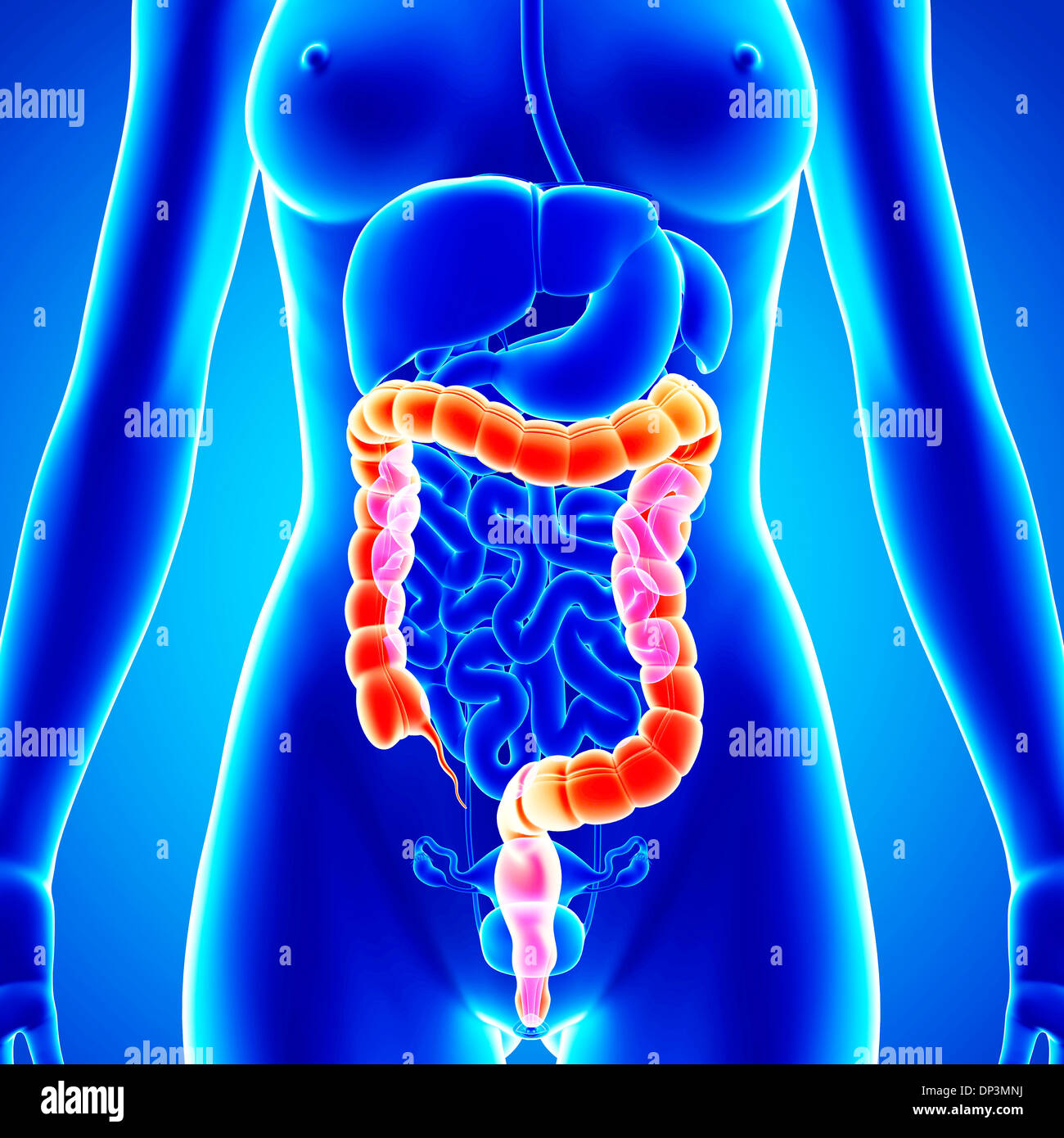 Female rectum hi-res stock photography and images - Alamy