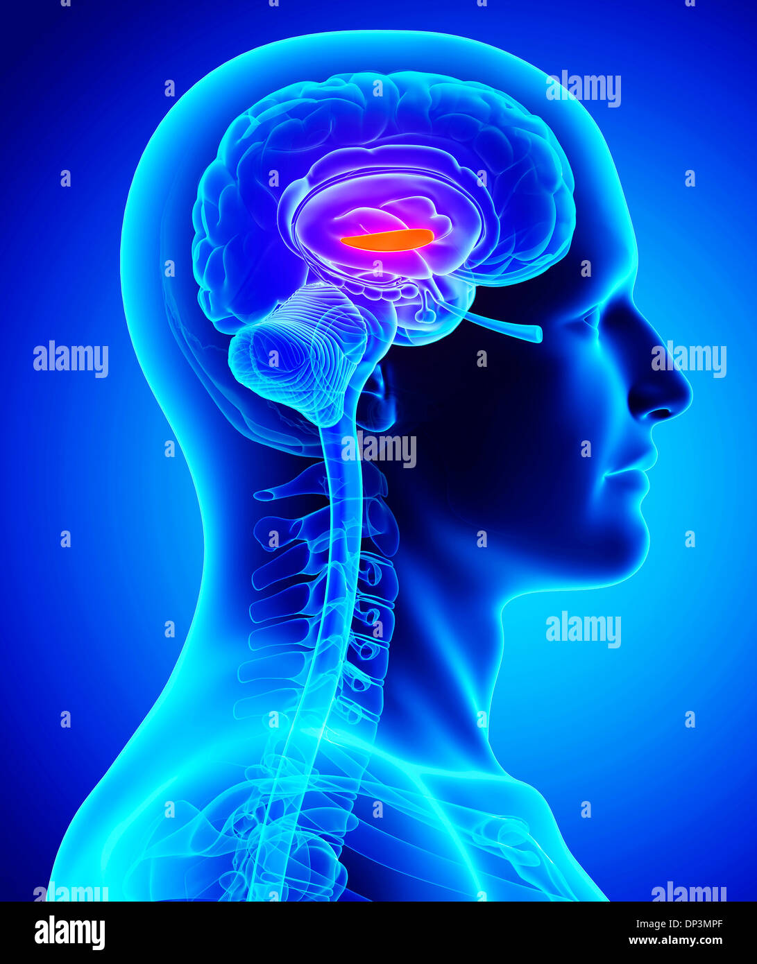 Male brain, artwork Stock Photo - Alamy