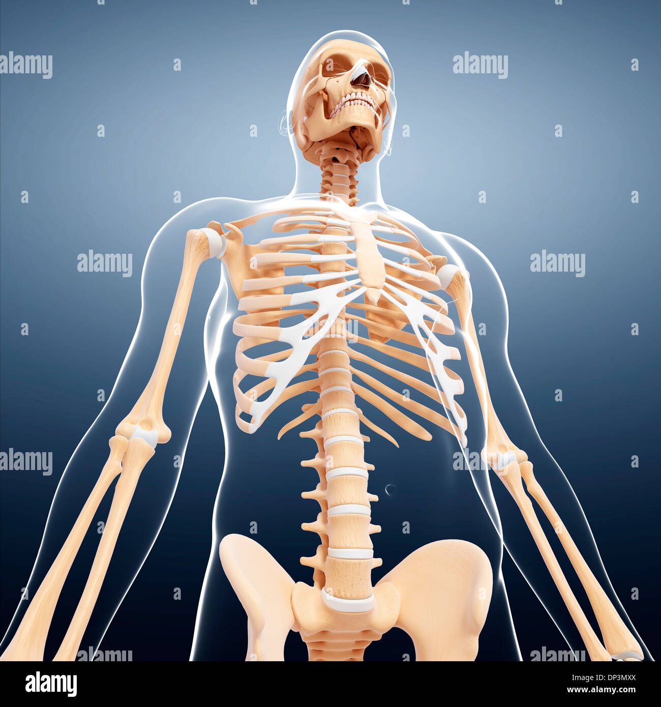 Human Skeleton Artwork Stock Photo Alamy Human Skeleton Artwork Stock Photo Alamy