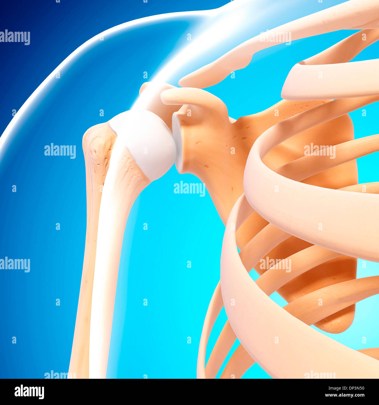 https://c8.alamy.com/comp/DP3N50/human-shoulder-bones-artwork-DP3N50.jpg