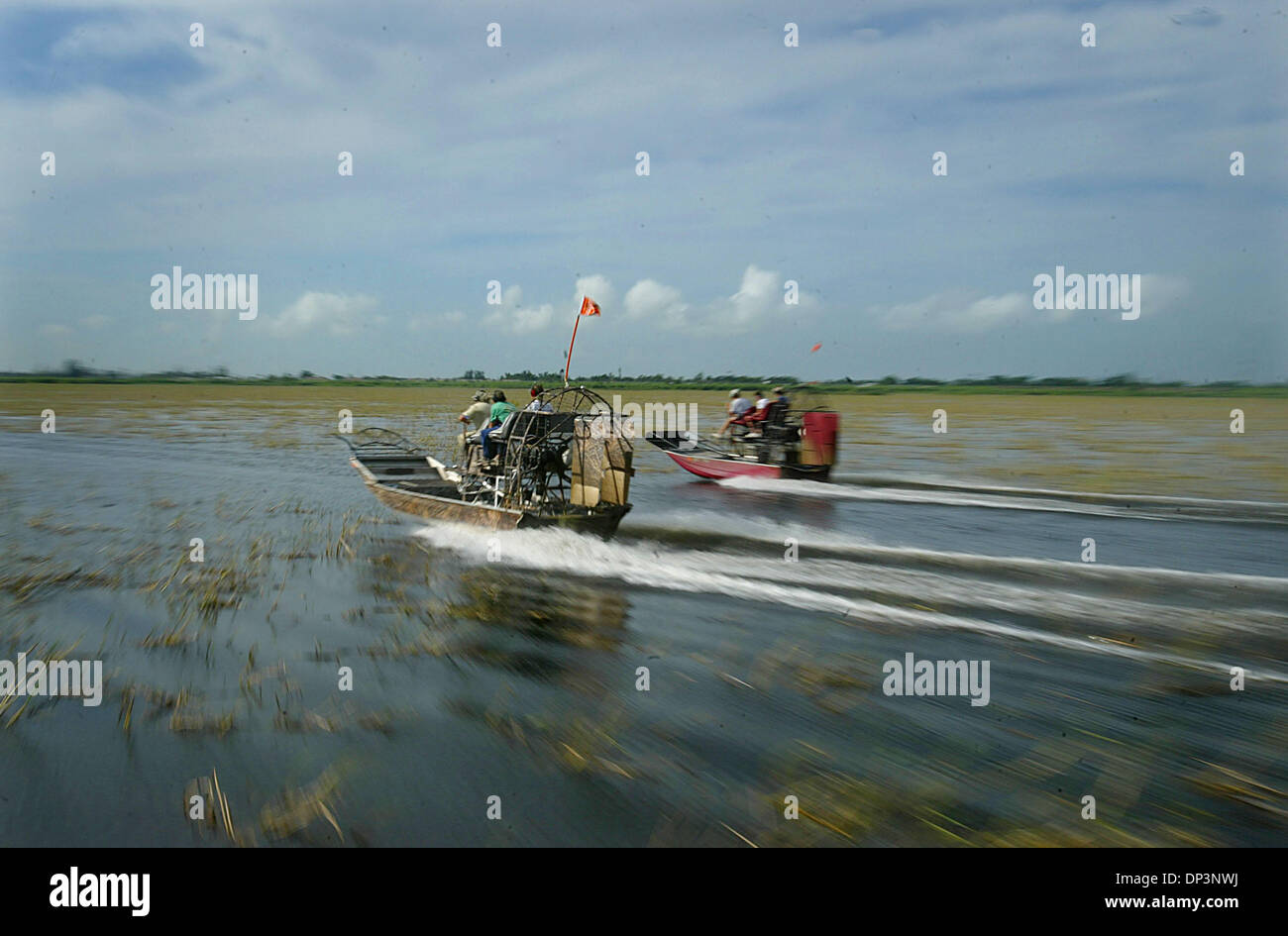 Jul 14, 2006; Clewiston, FL, USA; Two of five egg hunter airboats race along Lake Okeechobee to a designated site to search for nests.  Florida Fish and Wildlife officials, Alligator farmers, and volunteers, hunt for alligator eggs each summer in the thick marsh of Lake Okeechobee.  In an effort to control the alligator population, officials report that egg hunters recovered 150,00 Stock Photo