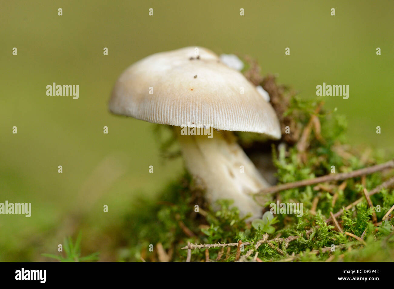 Close-up of Fool's Mushroom (Amanita verna) in Forest in Spring, Bavaria, Germany Stock Photo