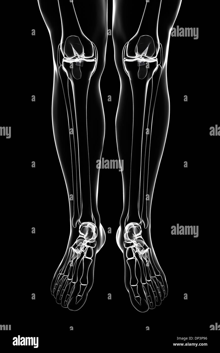 Human leg bones, artwork Stock Photo