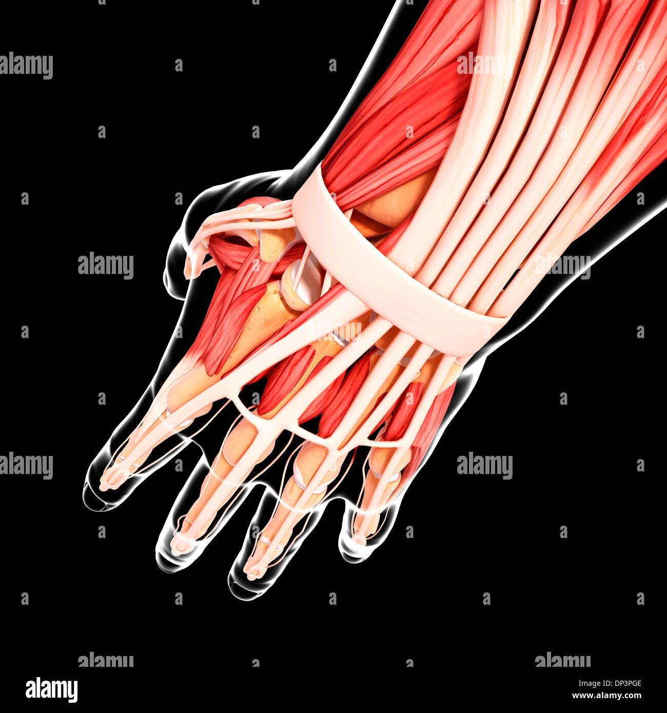 Hand anatomy artwork tendon hi-res stock photography and images - Alamy