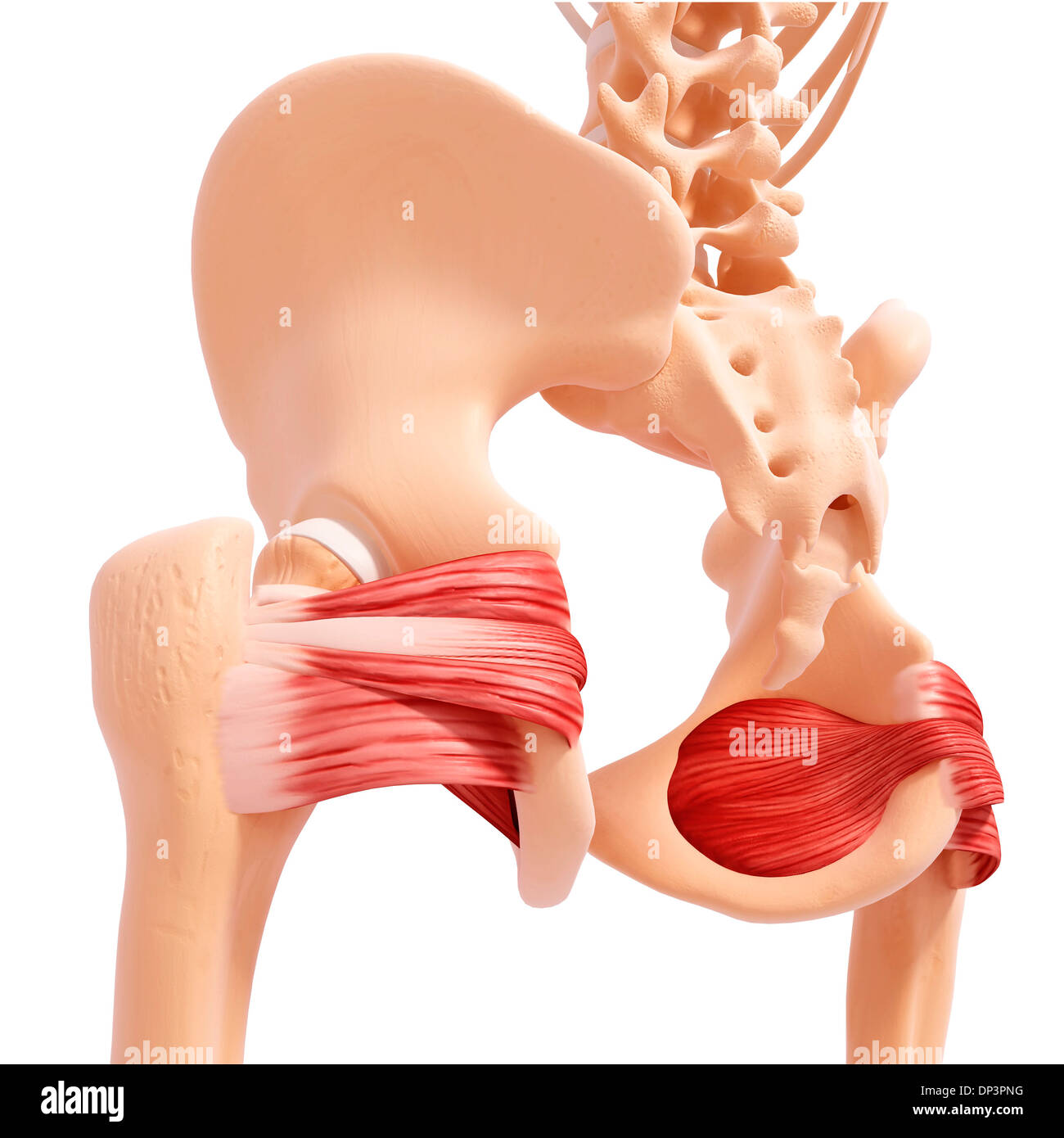 Human Hips Reference Human hip musculature, artwork Stock Photo - Alamy