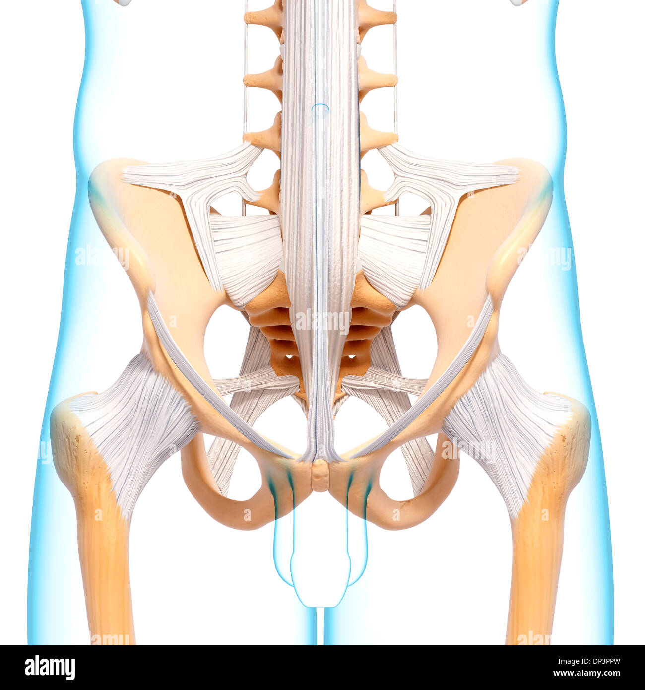 Pelvic bones, artwork - Stock Image - C010/7103 - Science Photo