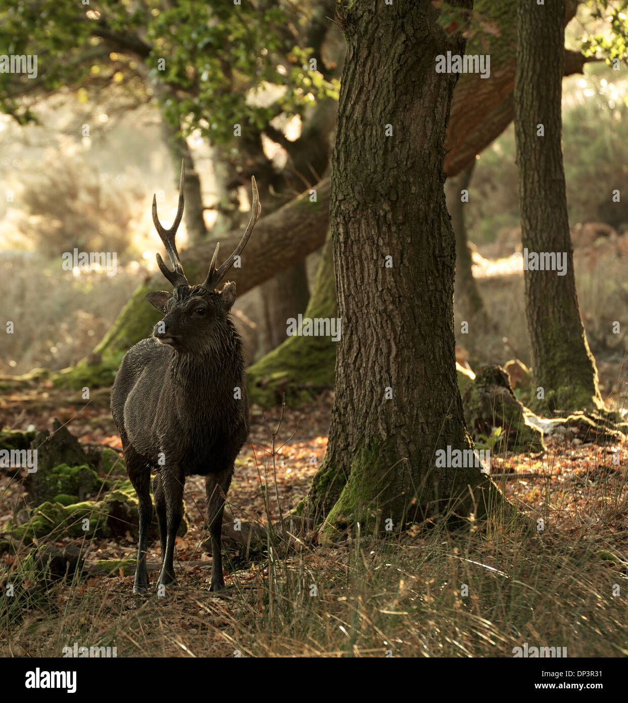 Wet Stag on Arne Nature Reserve Stock Photo