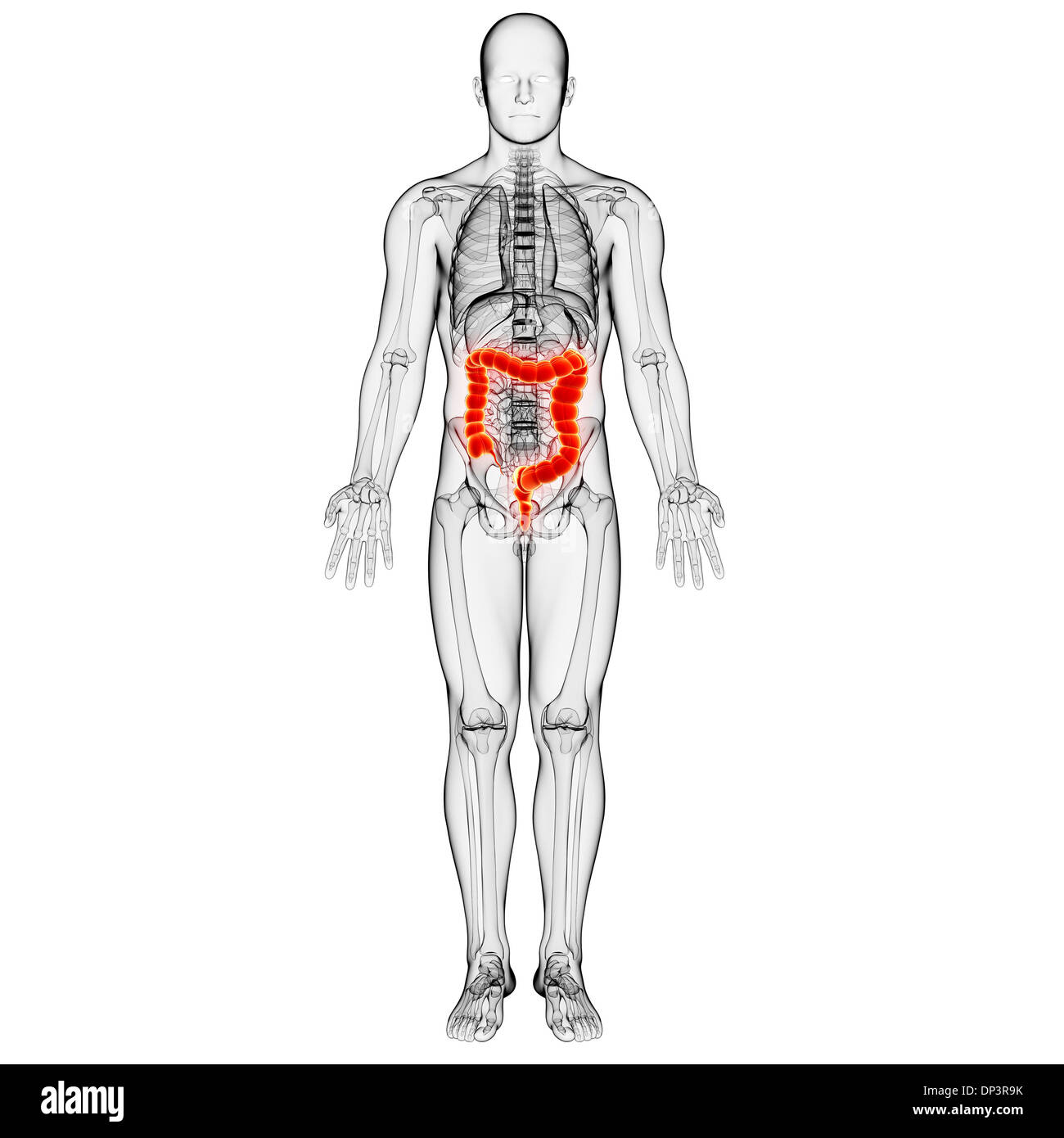 Male anatomy, artwork Stock Photo Alamy