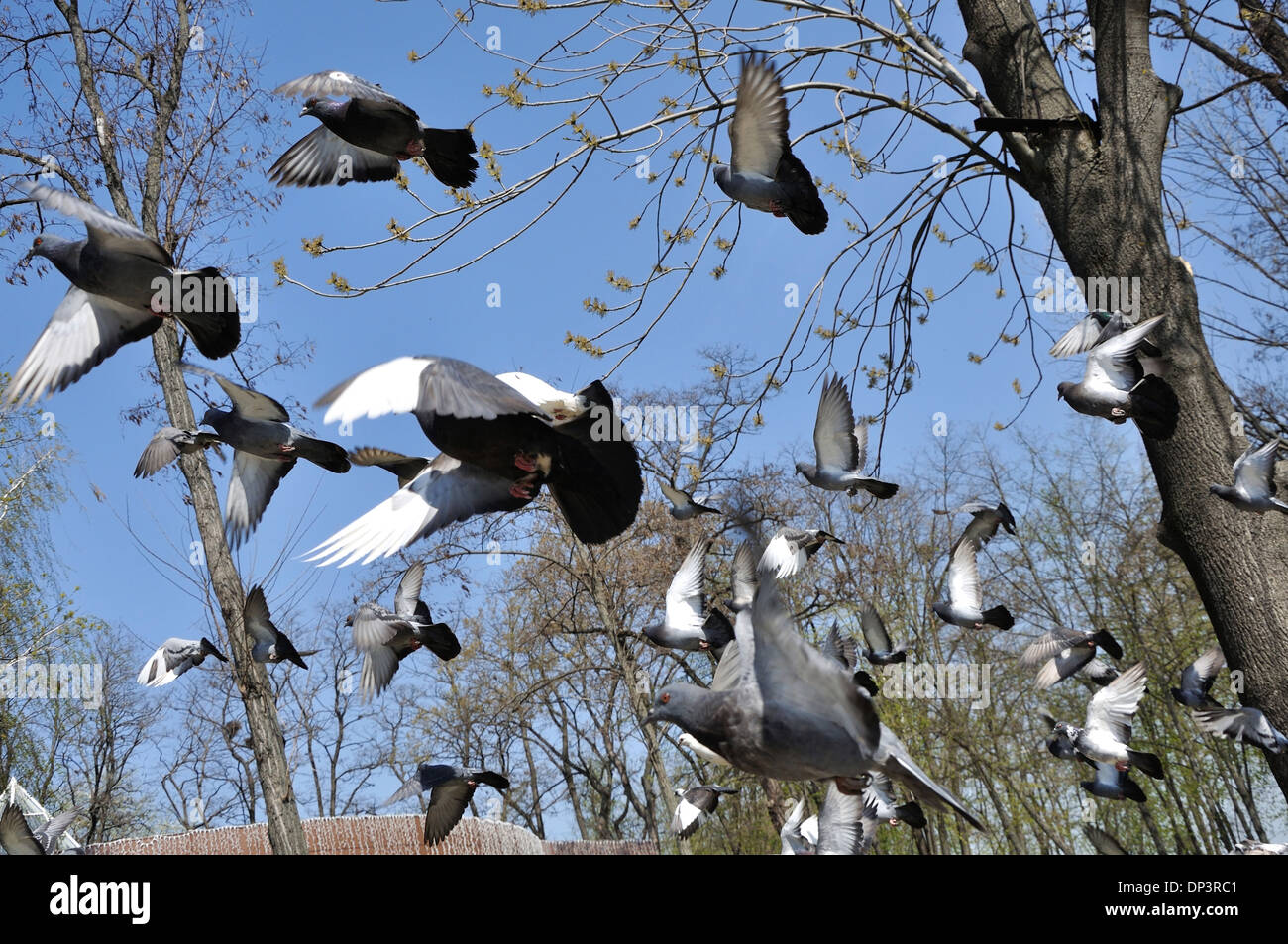 flock of city pigeons fly flapping with wings Stock Photo