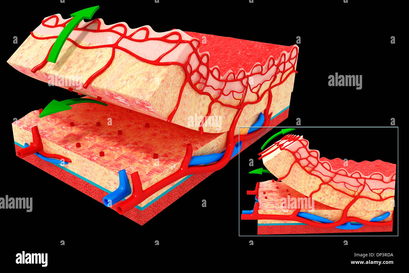 Hypodermis High Resolution Stock Photography and Images - Alamy