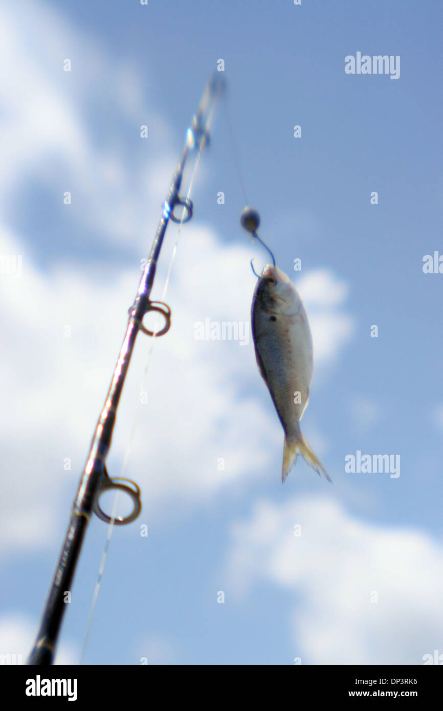 https://c8.alamy.com/comp/DP3RK6/jul-15-2006-venice-la-usa-fishing-pole-with-bait-fish-reading-for-DP3RK6.jpg