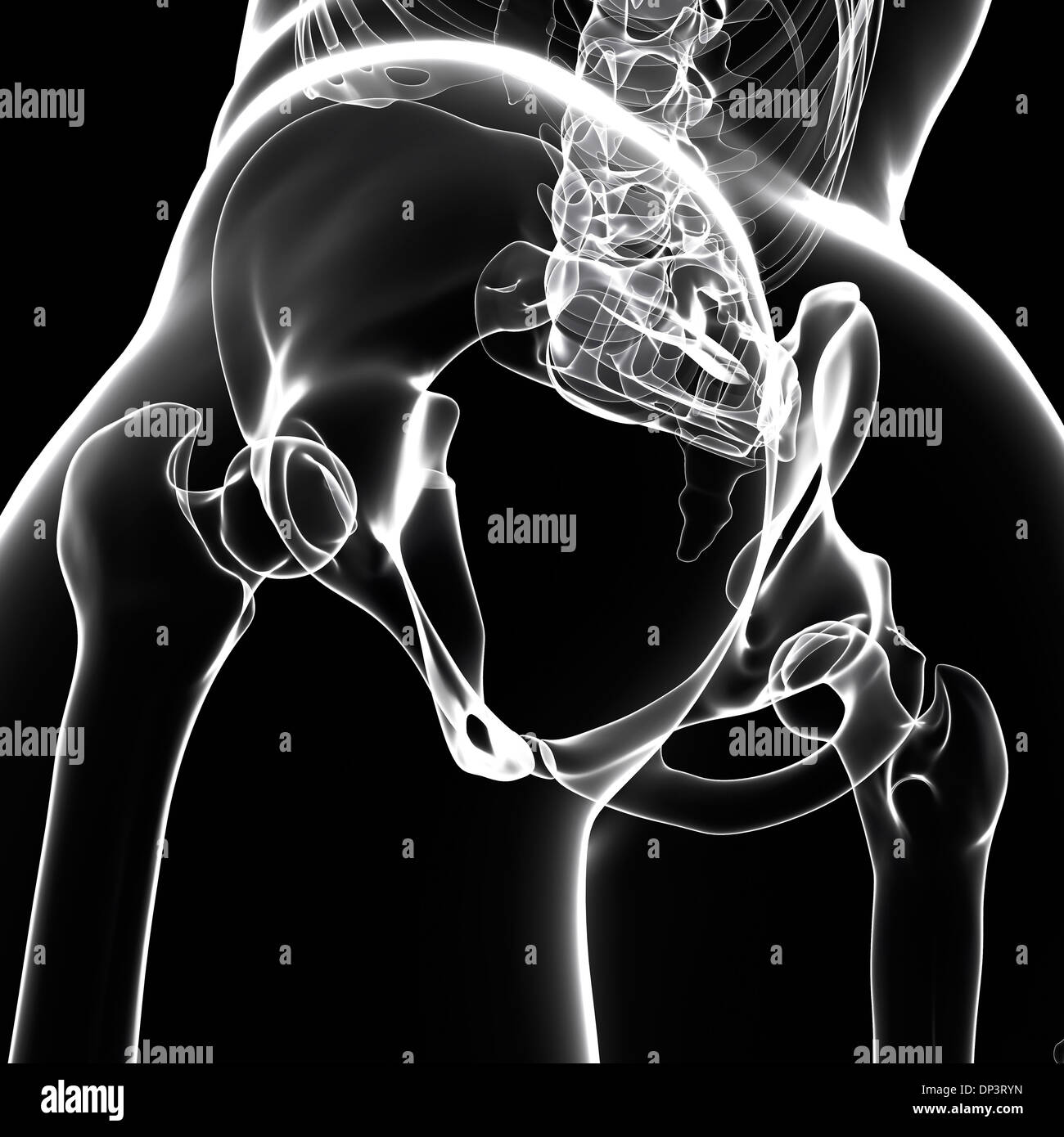 Human pelvic bones, artwork Stock Photo Alamy