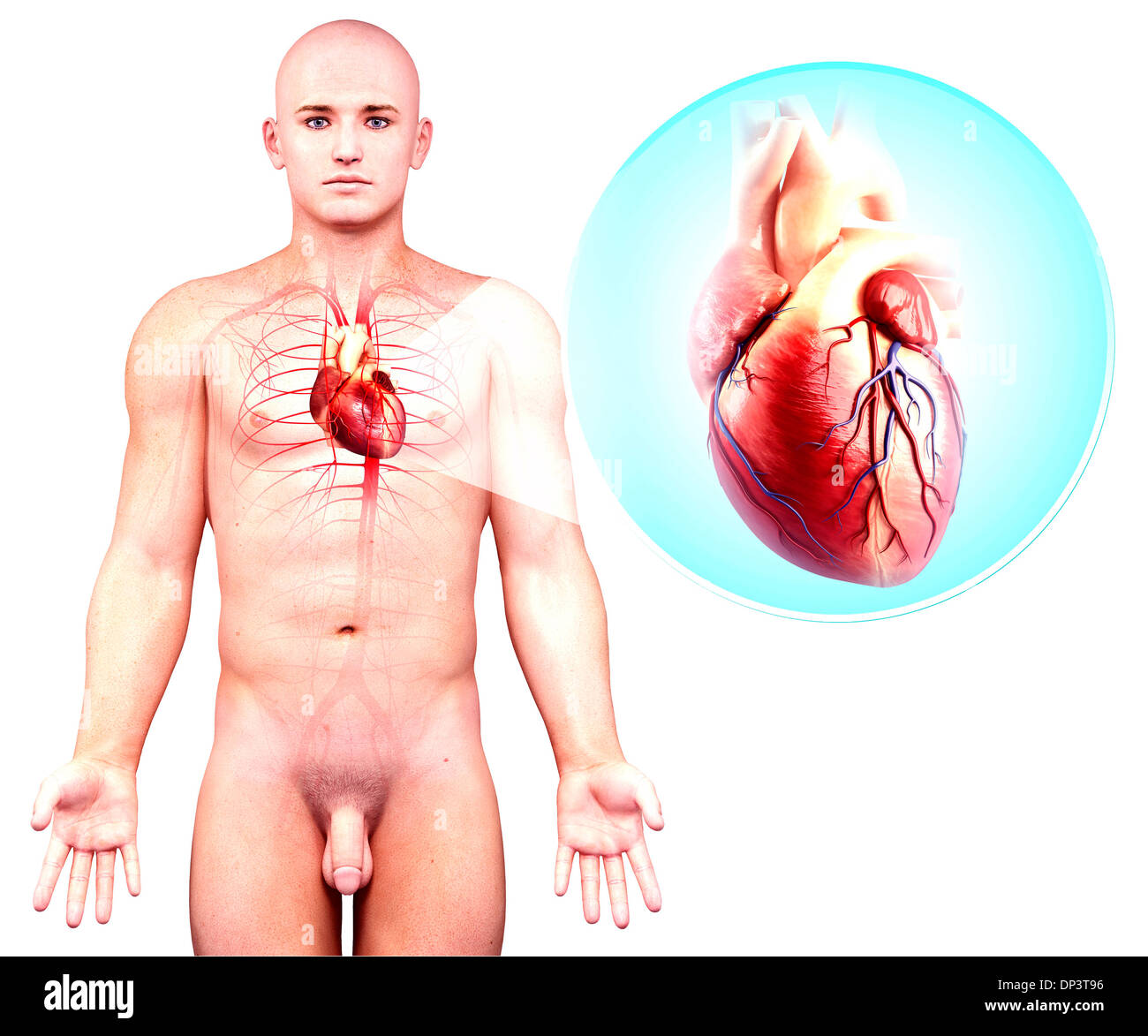 Background Half Length Heart Cut Out Stock Images Pictures Alamy