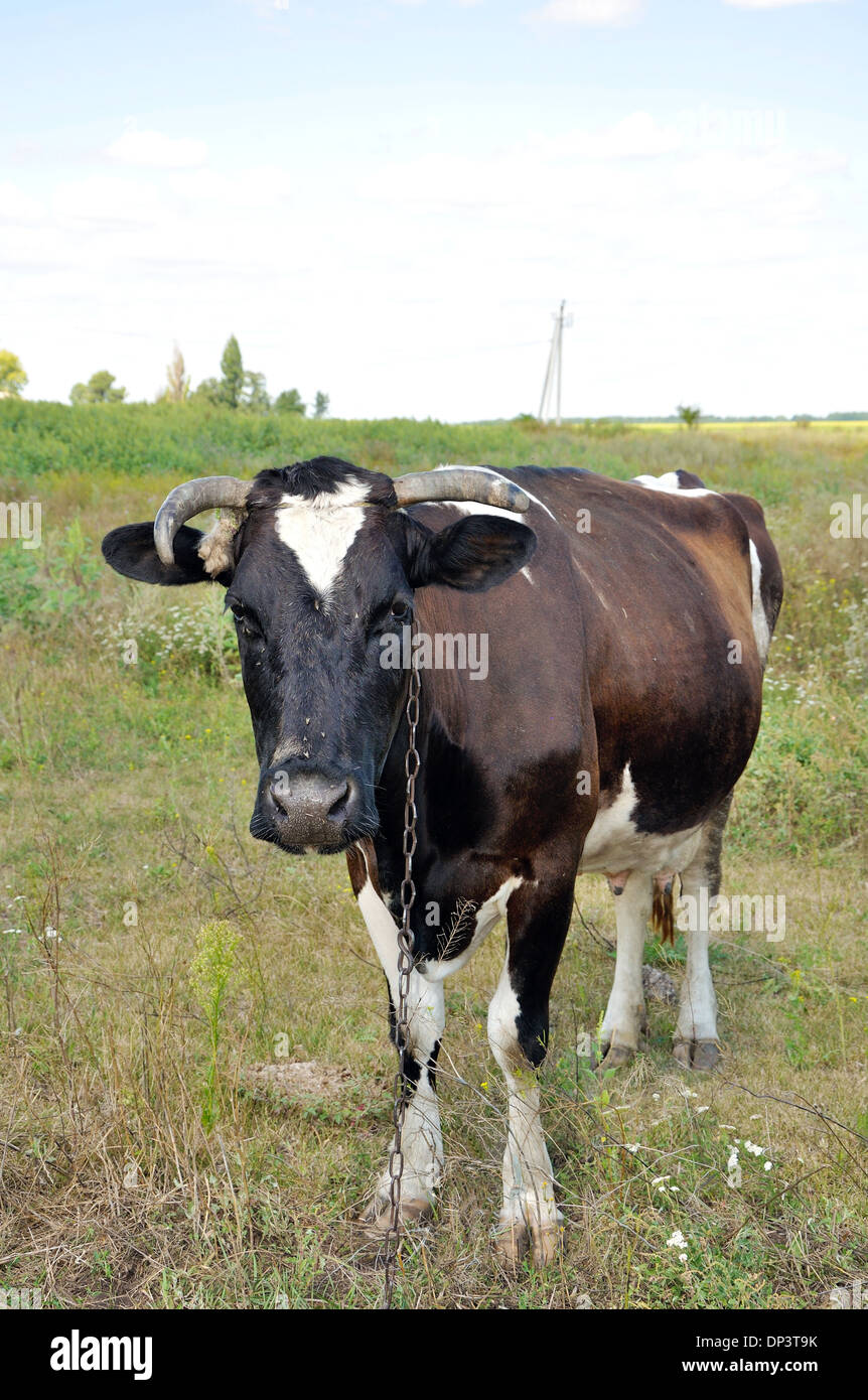 portrait of a cow looking on you with chain on the neck Stock Photo