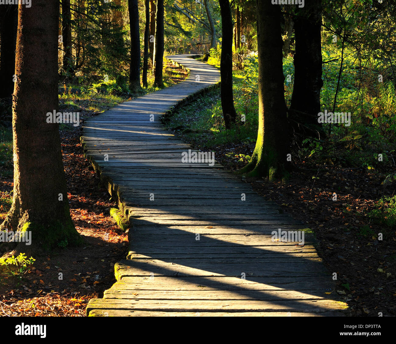Boardwalk through Bog, Schwarzes Moor, Fladungen, Rhon Mountains, Bavaria, Germany Stock Photo